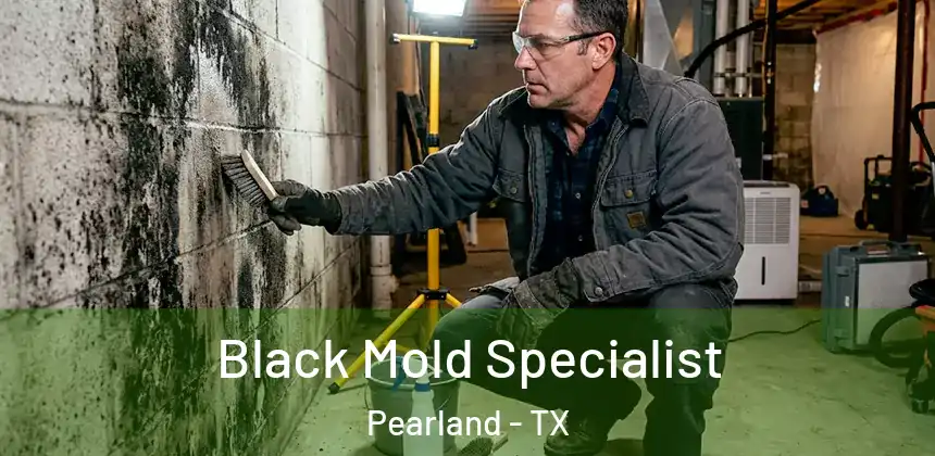 Black Mold Specialist Pearland - TX
