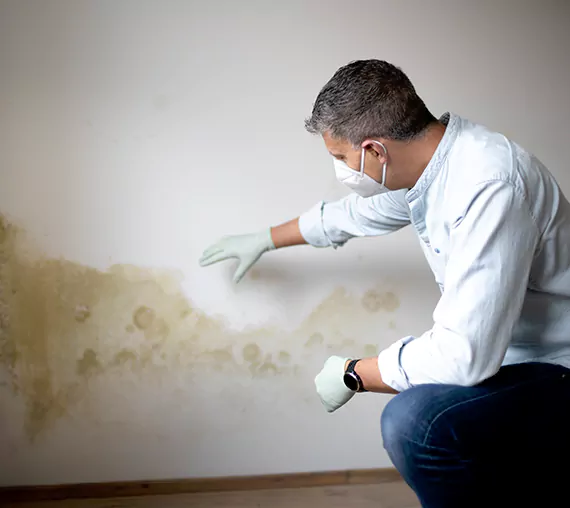 Mold Removal Service in Pearland, TX